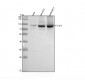 Anti-Phospho-STAT3 (Y705) Rabbit Monoclonal Antibody