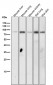 Anti-Phospho-STAT3 (Y705) Rabbit Monoclonal Antibody