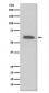Anti-Phospho-Akt (Ser473) AKT1 Rabbit Monoclonal Antibody