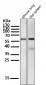 Anti-Phospho-Akt (Ser473) AKT1 Rabbit Monoclonal Antibody
