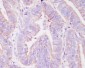 Anti-Phospho-FoxO3a (S253) Rabbit Monoclonal Antibody