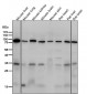 Anti-Phospho-FoxO3a (S253) Rabbit Monoclonal Antibody