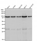 Anti-Phospho-FoxO3a (S253) Rabbit Monoclonal Antibody