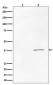 Anti-Phospho-CrkII (Tyr221) Rabbit Monoclonal Antibody