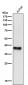 Anti-Phospho-IKB alpha (S32) NFKBIA Rabbit Monoclonal Antibody