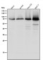 Anti-Phospho-PKC zeta (T560) PRKCZ Rabbit Monoclonal Antibody