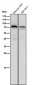 Anti-Phospho-PKC zeta (T560) PRKCZ Rabbit Monoclonal Antibody