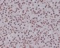 Anti-Phospho-Smad5 (S463/465) Rabbit Monoclonal Antibody