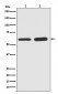 Anti-Phospho-Smad5 (S463/465) Rabbit Monoclonal Antibody