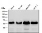 Anti-Phospho-Smad5 (S463/465) Rabbit Monoclonal Antibody