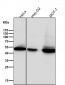 Anti-Phospho-GSK3 beta (Ser9) Rabbit Monoclonal Antibody