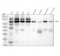 Anti-Phospho-PKC alpha (T638) PRKCA Rabbit Monoclonal Antibody