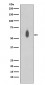 Anti-Phospho-c-Myc (T58 + S62) Rabbit Monoclonal Antibody