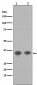 Anti-Phospho-PP2A alpha (Y307) PPP2CA Rabbit Monoclonal Antibody