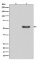 Anti-Phospho-Smad1/5/9 (S463/S465/S467) Rabbit Monoclonal Antibody