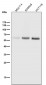 Anti-Phospho-Smad3 (S423 + S425) Rabbit Monoclonal Antibody