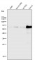 Anti-Phospho-Smad3 (S423 + S425) Rabbit Monoclonal Antibody