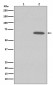 Anti-Phospho-AMPK alpha 1 (S496) PRKAA1 Rabbit Monoclonal Antibody
