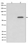 Anti-Phospho-AMPK alpha 2 (S345) PRKAA2 Rabbit Monoclonal Antibody
