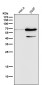 Anti-Phospho-AMPK alpha 2 (S345) PRKAA2 Rabbit Monoclonal Antibody