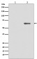 Anti-Phospho-AMPK alpha 2 (S491) PRKAA2 Rabbit Monoclonal Antibody