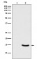 Anti-Phospho-alpha Synuclein (S129) SNCA Rabbit Monoclonal Antibody