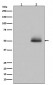 Anti-Phospho-GSK3 (alpha + beta) (Y216 + Y279) GSK3A Rabbit Monoclonal Antibody