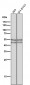 Anti-Phospho-GSK3 (alpha + beta) (Y216 + Y279) GSK3A Rabbit Monoclonal Antibody