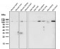 Anti-Rb RB1 Rabbit Monoclonal Antibody