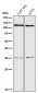 Anti-C3/Complement C3 Rabbit Monoclonal Antibody