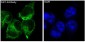 Anti-GST GSTP1 Rabbit Monoclonal Antibody