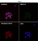 Anti-AIF AIFM1 Rabbit Monoclonal Antibody