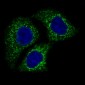 Anti-AIF AIFM1 Rabbit Monoclonal Antibody