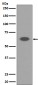 Anti-AIF AIFM1 Rabbit Monoclonal Antibody