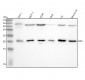 Anti-Bax Rabbit Monoclonal Antibody