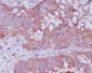 Anti-Bax Rabbit Monoclonal Antibody