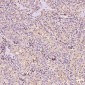 Anti-Bax Rabbit Monoclonal Antibody