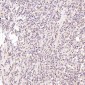 Anti-Bax Rabbit Monoclonal Antibody