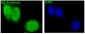 Anti-Id1 Rabbit Monoclonal Antibody