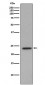 Anti-Id1 Rabbit Monoclonal Antibody