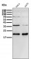 Anti-p21 CDKN1A Rabbit Monoclonal Antibody