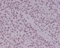 Anti-YY1 Rabbit Monoclonal Antibody