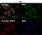 Anti-NGF/Beta Ngf Rabbit Monoclonal Antibody