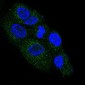 Anti-NGF/Beta Ngf Rabbit Monoclonal Antibody