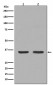 Anti-NGF/Beta Ngf Rabbit Monoclonal Antibody