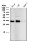 Anti-NGF/Beta Ngf Rabbit Monoclonal Antibody