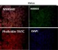 Anti-Fyn Rabbit Monoclonal Antibody