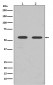 Anti-Fyn Rabbit Monoclonal Antibody