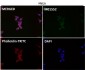 Anti-Bim BCL2L11 Rabbit Monoclonal Antibody