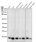 Anti-Bim BCL2L11 Rabbit Monoclonal Antibody